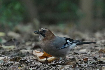 地面に降りたミヤマカケス