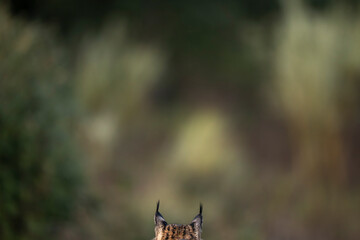Obraz premium Iberian lynx tufted ears
