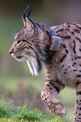 Iberian lynx with satellite collar for research purposes