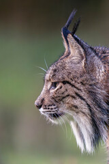 Fototapeta premium Iberian lynx close up from the side
