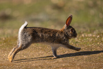 European rabbit jump