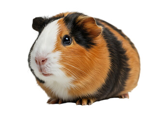 Adorable tri color guinea pig portrait isolated on transparent background