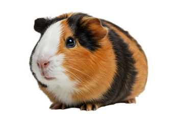 Adorable tri color guinea pig portrait isolated on transparent background