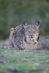 Obraz premium Iberian lynx