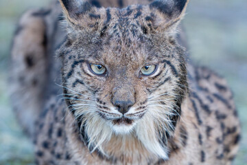 Fototapeta premium Iberian lynx close up portrait