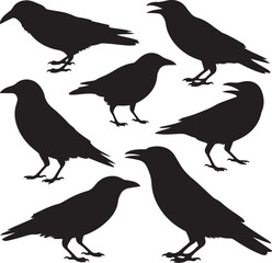 Obraz premium Collection of black silhouette crows standing on white background