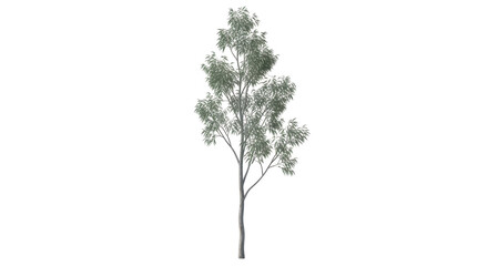 Isolated eucalyptus tree for architectural rendering, landscape plans, and digital compositions © Lukas