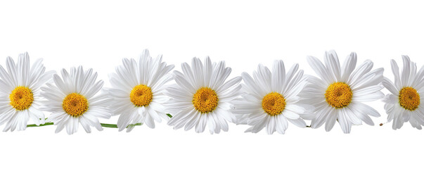 A row of white daisy flowers with yellow centers against a black background, forming a border