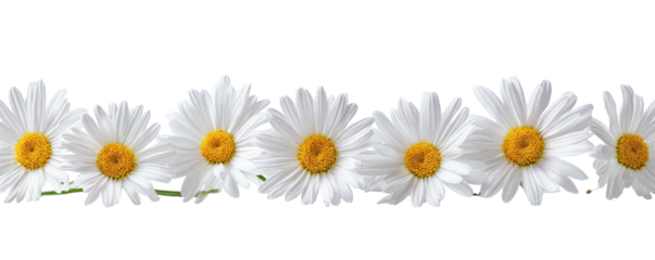 A row of white daisy flowers with yellow centers against a black background, forming a border