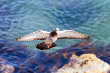Pigeon in Narooma Inlet in Australia