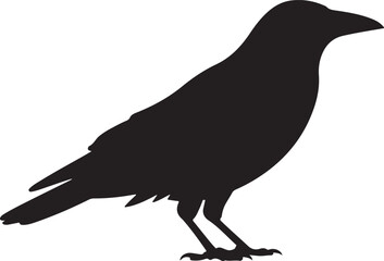 Silhouette of a black crow standing on a white background