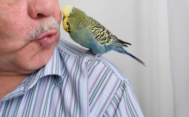 An elderly man interacts with a budgerigar at home. Playing with a pet, therapy for loneliness.	