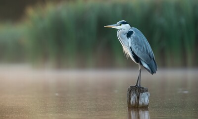 A grey heron, perched on a wooden post in calm water, misty background of reeds