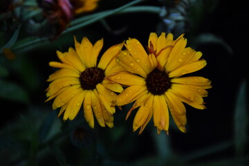 Radiant Calendula Flowers in Bloom
