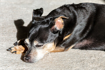 portrait of a small dog