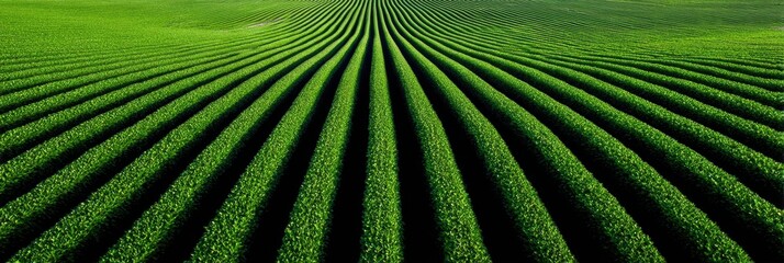 Obraz premium Vibrant Green Field With Distinct Rows of Crops Under a Clear Blue Sky During the Day in a Serene Landscape