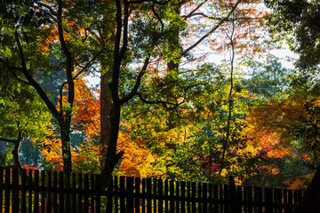 日本の風景・秋　奈良公園の紅葉