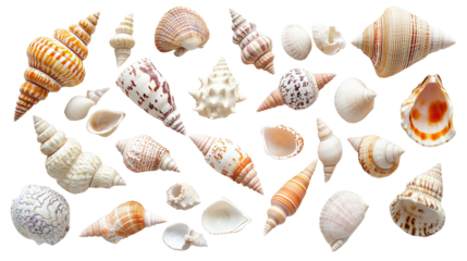 sea ​​shells transparent background