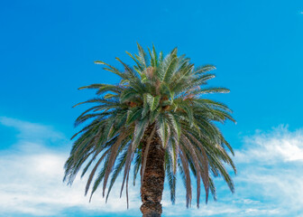 Tall palm tree standing against a clear blue sky with fluffy white clouds in a warm outdoor setting