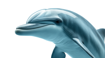 transparent background dolphins
