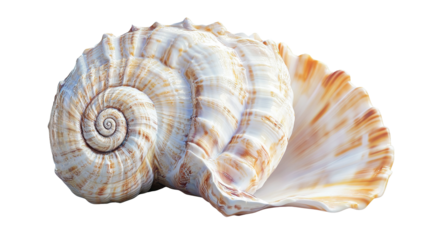 Seashells, transparent background