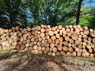 Stacked logs in a forest under bright sunlight showcasing natural wood textures and colors near a clear blue sky