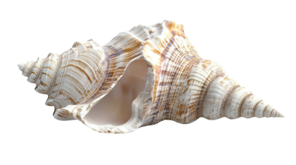 Seashells, transparent background