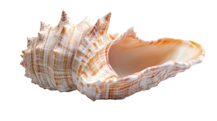 sea ​​shells transparent background