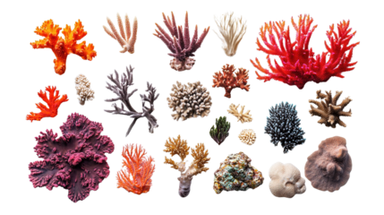 coral background transparent