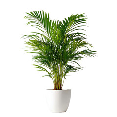 Isolated lush green plant in a white pot against a solid black background