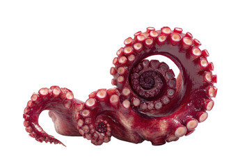 Close-up view of a cooked octopus tentacle, showcasing a spiral pattern of suction cups