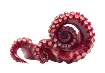Close-up view of a cooked octopus tentacle, showcasing a spiral pattern of suction cups
