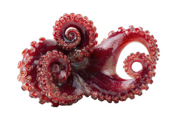 A vibrant, cooked octopus isolated against a black background, showcasing its intricate tentacles