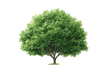 A lush, vibrant, deciduous tree with dense green foliage against a solid black backdrop