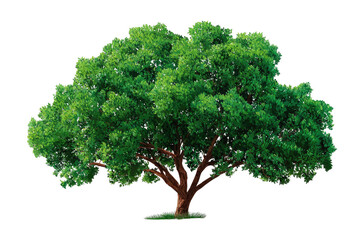 Lush green tree with brown trunk and branches, set against a transparent black background