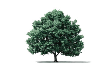 A mature deciduous tree stands isolated against a black background, displaying lush foliage