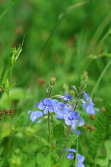 forget me not flowers