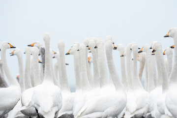 Obraz premium Whooper swan many birds close together