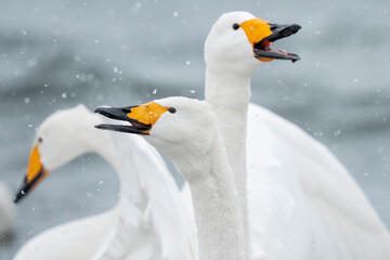 Whooper swan three birds close up