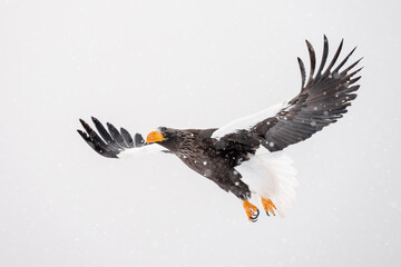 Steller's sea eagle