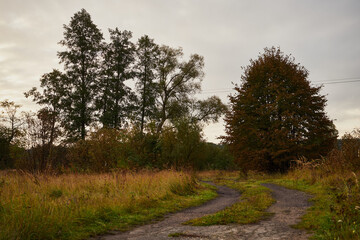 łąka,droga  © Marcin Łazarczyk