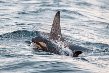 Orcas or Killer whales swim in the water © Staffan Widstrand