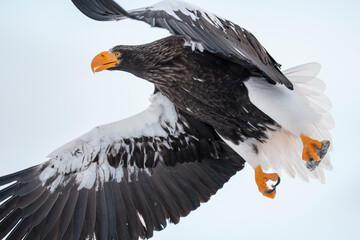 Steller's sea eagle