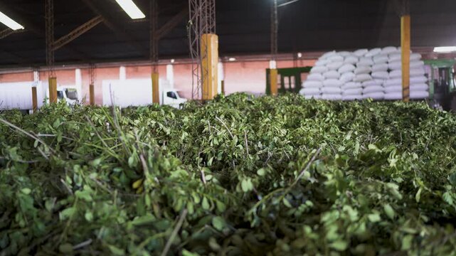 Pile of freshly harvested yerba mate leaves inside a processing facility in Misiones, Argentina, with bags stacked in the background and trucks ready for transport