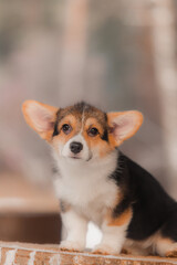 Close-up portrait of young tricolor Welsh Corgi puppy with alert expression and big ears, sitting on snowy stump in calm winter forest.
