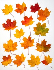 Autumn maple leaves arranged on a white background.  Colorful, vibrant fall foliage, various shades of orange, red, and yellow, displayed in a symmetrical pattern