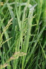 dew drops on grass