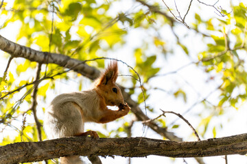 A cute squirrel Sciurus vulgaris sits on a tree branch, raising its paws with claws to its nose. The animal is captured from the side, with a blurred background of green and yellow leaves.