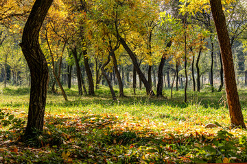 Sunny autumn day in a forest with yellow and green leaves on the trees and fallen leaves on the ground. The sunlight shines through the trees, creating a peaceful and serene atmosphere.