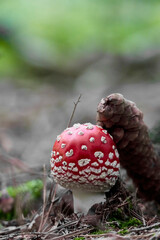 fly agaric or Amanita muscaria mushroom with red cap in forest